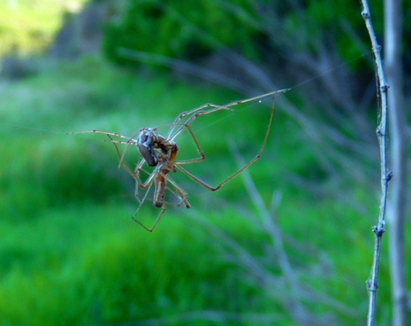 Tetragnatha in accoppiamento